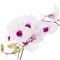 Dendrobium
