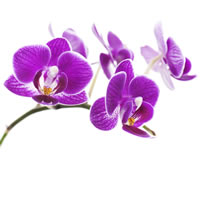 Phalaenopsis